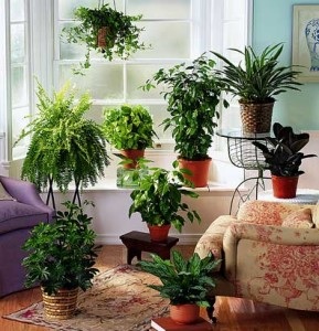 several indoor plants in a room